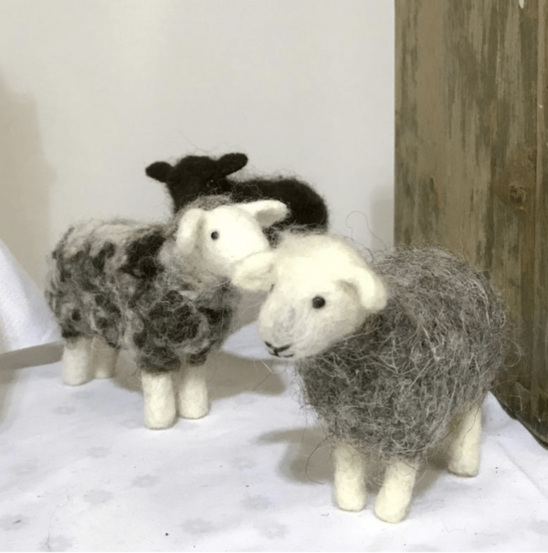 all sheep
