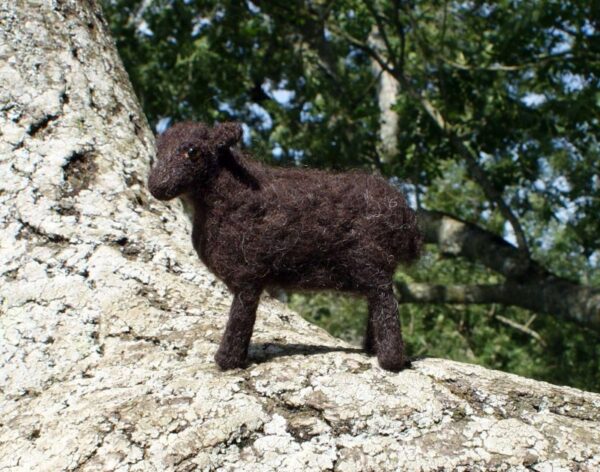 Black Welsh Mountain sheep