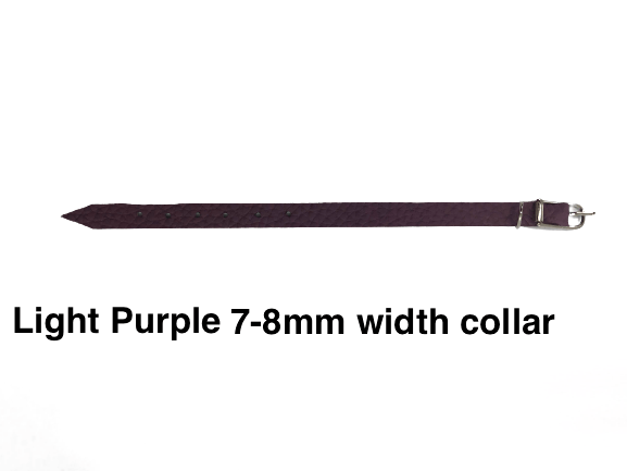 Light Purple collar